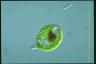 Euglena