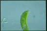 Euglena ehrenbergii