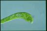 Euglena ehrenbergii