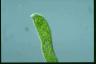 Euglena ehrenbergii