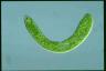 Euglena ehrenbergii