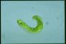 Euglena ehrenbergii