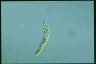 Euglena deses