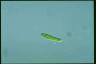 Euglena gracilis