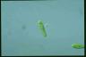 Euglena gracilis