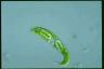 Euglena spirogyra