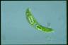 Euglena spirogyra