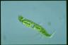 Euglena spirogyra