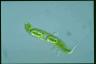 Euglena spirogyra