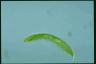 Euglena spirogyra