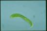 Euglena spirogyra