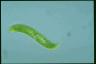 Euglena spirogyra