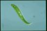 Euglena spirogyra