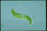 Euglena spirogyra