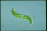 Euglena spirogyra