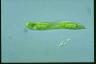 Euglena oxyuris