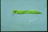 Euglena oxyuris