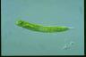 Euglena oxyuris