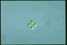 Oocystis