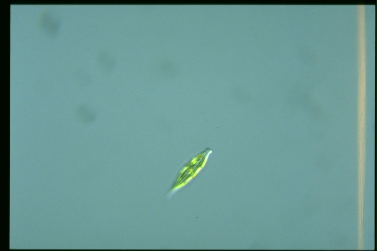 protist image