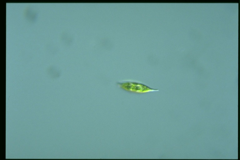 protist image