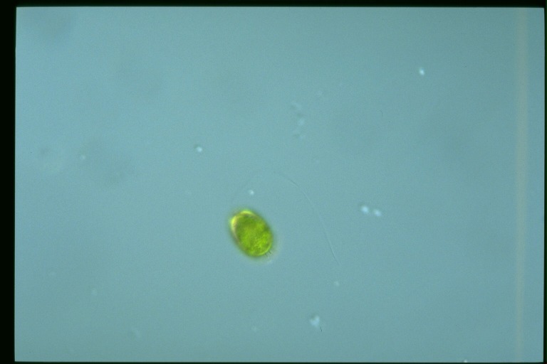 protist image