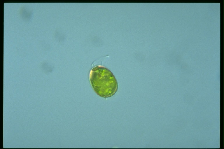 protist image