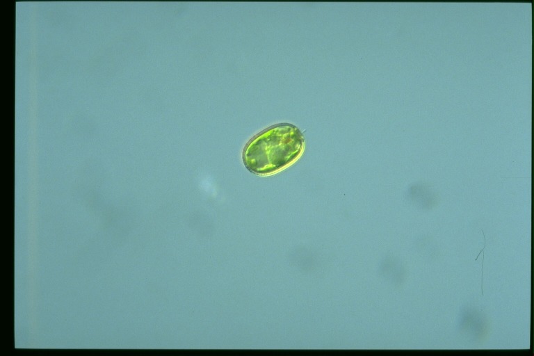 protist image