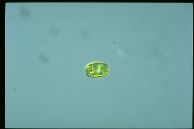 protist image