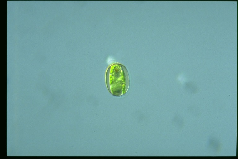 protist image