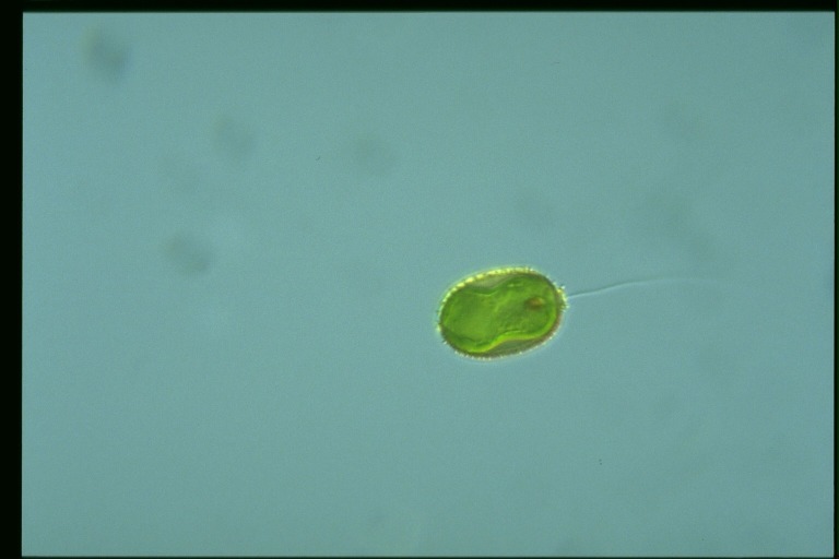 protist image