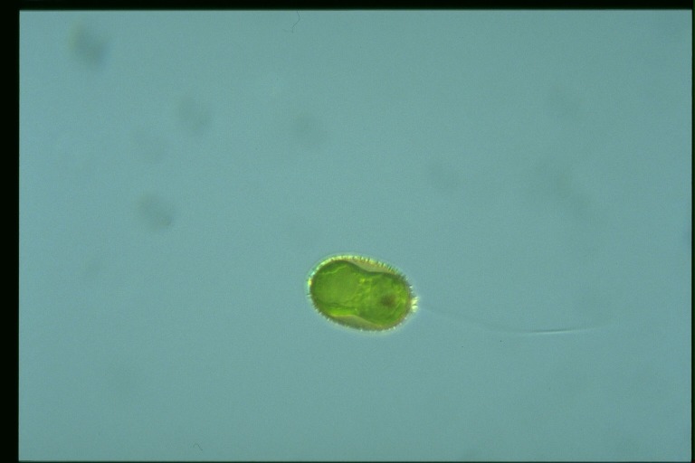 protist image