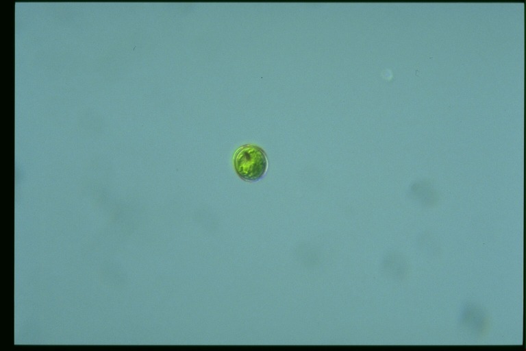 protist image