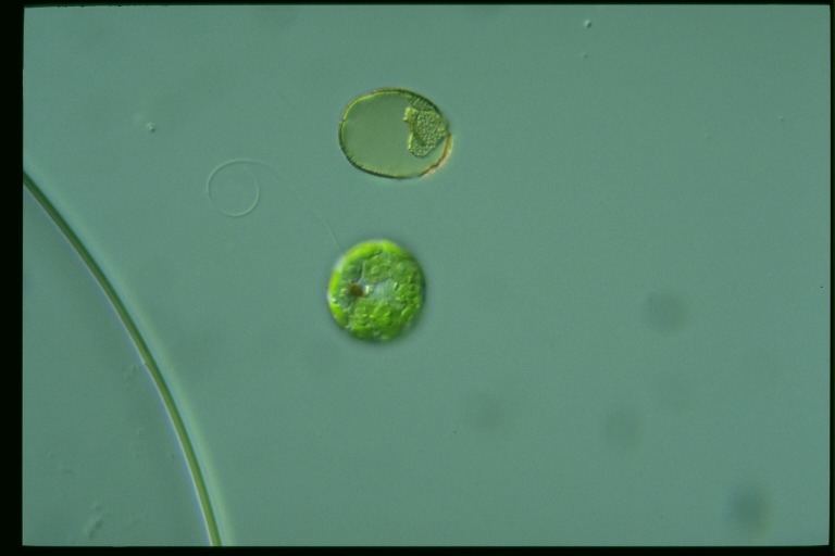 protist image