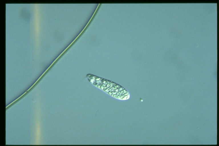 protist image