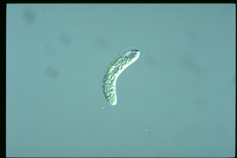 protist image