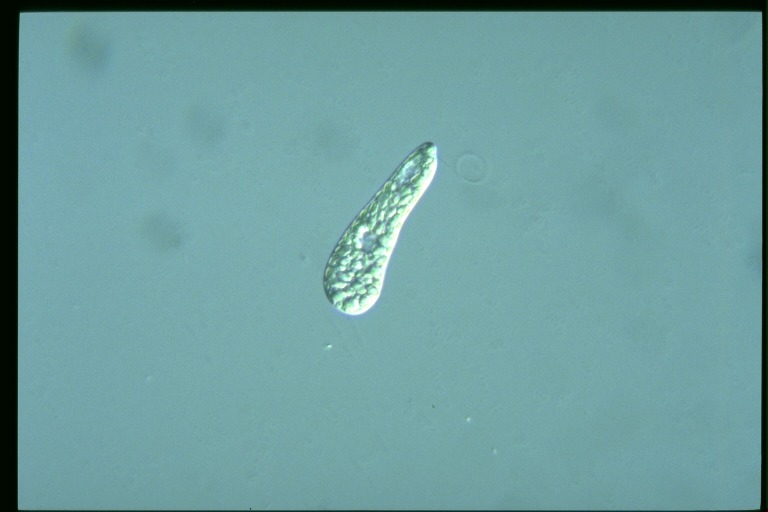 protist image