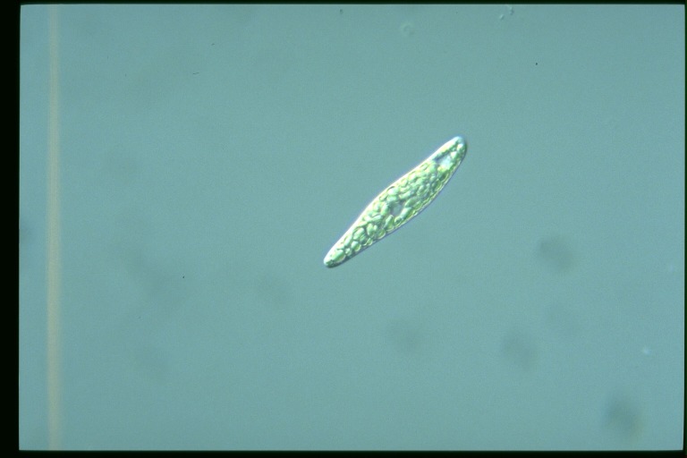 protist image