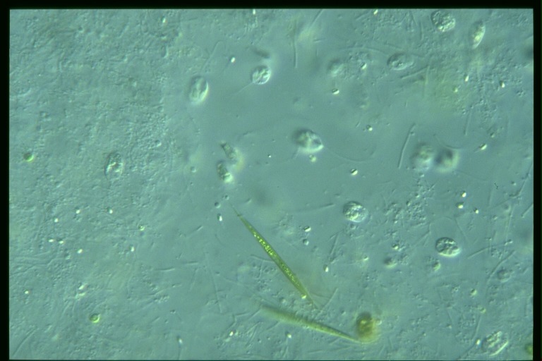 protist image