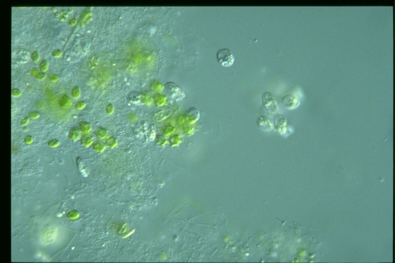 protist image