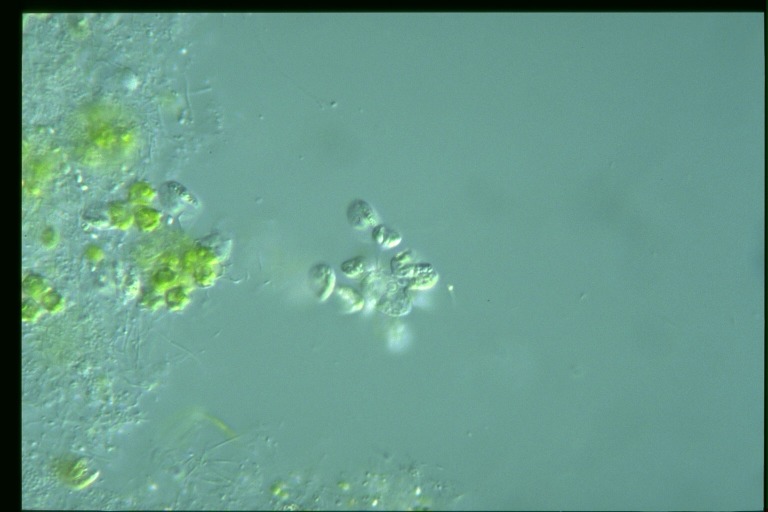 protist image