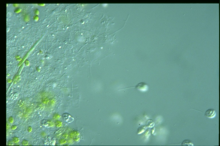 protist image