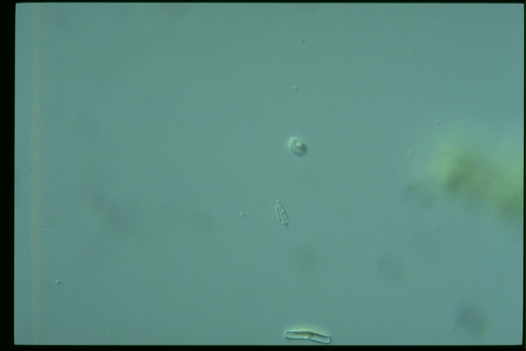 protist image