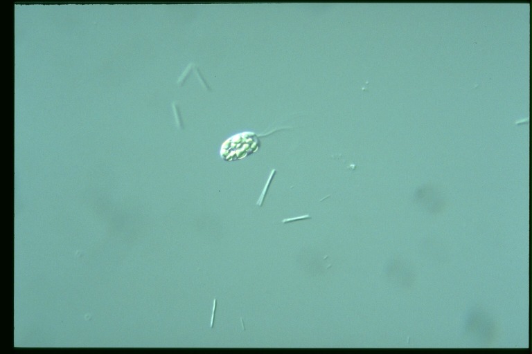 protist image