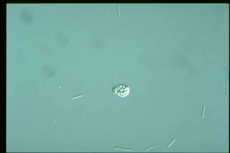 protist image