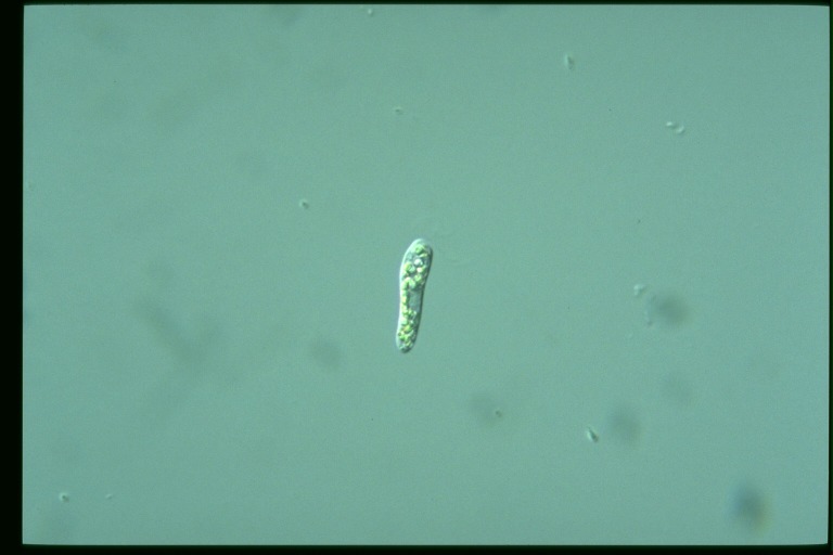 protist image