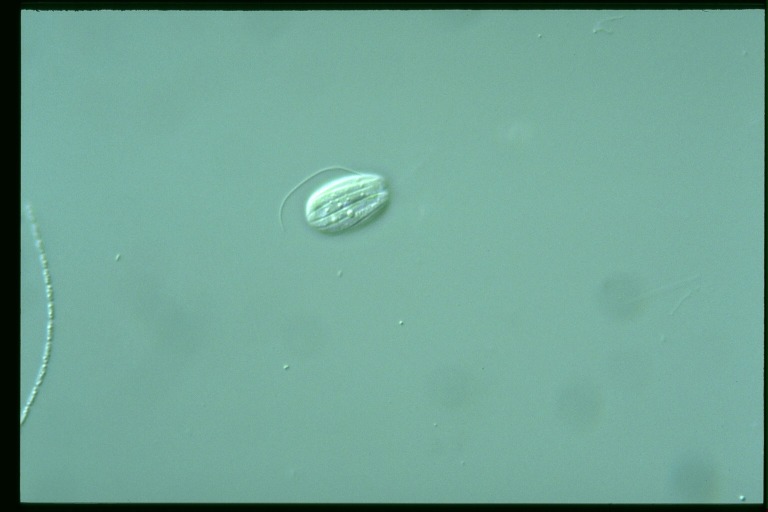 protist image