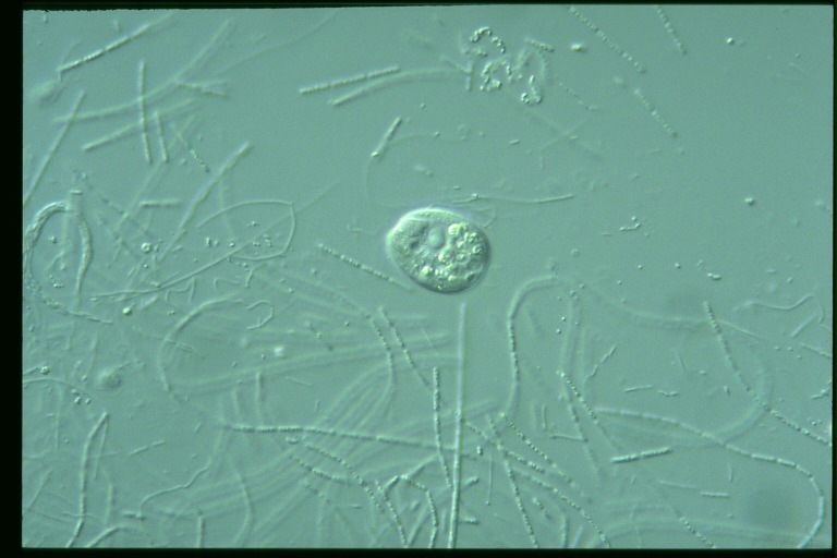 protist image