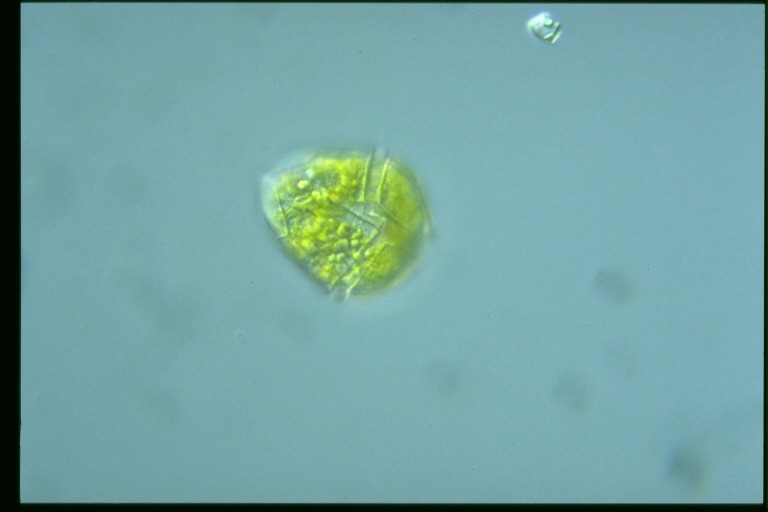 protist image