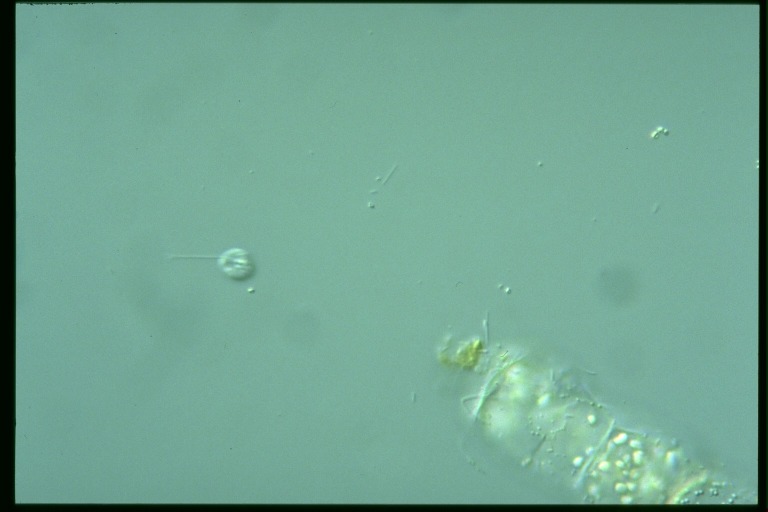 protist image